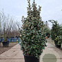 Elaeagnus ebb. 'Compacta' 140-160 cm 50L