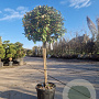 Elaeagnus ebb. 'Compacta' 80 cm stam container bol 50-60