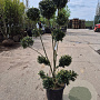 Ilex crenata 'Kimmei' 120-140 cm container paraplu