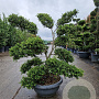 Ilex crenata 'Kimmei' 120-140 cm container schaalvorm bonsai
