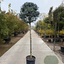 Ilex crenata 'Kimmei' 120 cm stam container bol 50-60