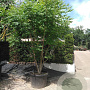 Koelreuteria paniculata 300-350 cm container meerstammig