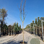Lagerstroemia Dynabite 120 cm stam container 10-12