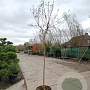 Lagerstroemia indica 160 cm stam container 8-10