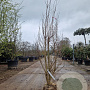Lagerstroemia indica 175-200 cm draadkluit meerstammig solitair
