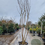 Lagerstroemia indica 300-350 cm cont. 95L
