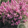 Lagerstroemia i. 'Petite Pink' 175-200 cm draadkluit meerstammig solitair