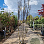 Lagerstroemia i. 'Petite Red' 200-250 cm draadkluit meerstammig 140-160 diameter