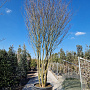 Lagerstroemia 'Osage' 450-500 cm container meerstammig