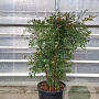 Nandina domestica 100-125 cm 45L