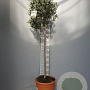 Olea europaea 170 cm 15L stam