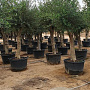 Olea europaea 180 cm stam container 50-60