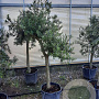 Olea europaea 250 cm stam container 20-25