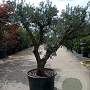 Olea europaea 50 cm container 60-80