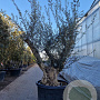 Olea europaea 50 cm container 80-100 solitair
