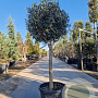Olea europaea 70 cm container 18-20 BOL 50-60