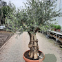 Olea europaea 80 cm stam container 60-80 schaalvorm