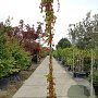 Parthenocissus quinquefolia 300-350 cm 25L