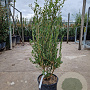 Phillyrea angustifolia 60-80 cm 10L