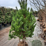 Pinus sylvestris 175-200 cm draadkluit meerstammig solitair