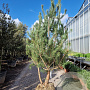 Pinus sylvestris 200-250 cm draadkluit meerstammig 140-160 diameter