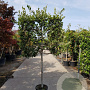 Quercus ilex 100 cm stam container 10-12HO