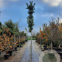 Quercus ilex 10-12 HO container