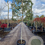 Quercus ilex 120 cm stam container 10-12 lei 100x100