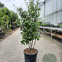 Quercus ilex 125-150 cm container paraplu