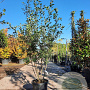 Quercus ilex 150-175 cm container solitair 40-45