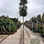 Quercus ilex 180 cm stam container 10-12 hoge lei