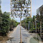 Quercus ilex 180 cm stam container 16-18 lei 180x120