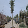 Quercus ilex 20-25 HO container