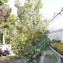 Quercus ilex 350-400 cm cont. 350L meerstammig