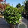 Viburnum tinus 80-100 cm container met stok