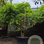 Wisteria sinensis 200-250 cm cont. 150L stam