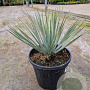 Yucca rostrata GM C6L