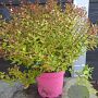 Abelia grandifl. 'Little Lady' 40-50 cm 5,0L