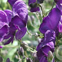 Aconitum henryi 'Spark's Variety' GM P9
