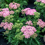 Achillea m. Milly Rock Rose GM P9