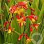 Crocosmia 'Harlquin' GM P9