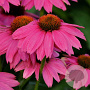 Echinacea p. Powwow Wild Berry GM P9