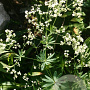 Galium sylvaticum GM P9
