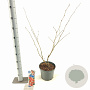 Hamamelis int. 'Diane' 30-40 cm 5,0L