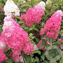 Hydrangea pan. Fraise Melba 40-60 cm 25L
