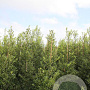 Ilex aquifolium 100-125 cm met kluit