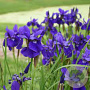 Iris sib. 'Caesar's Brother' GM P9