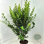 Ligustrum ovalifolium 125-150 cm 10L