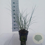 Miscanthus sin. 'Adagio' 50-60 cm 3,0L