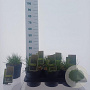 Molinia caerulea 'Torch' GM 2,0L